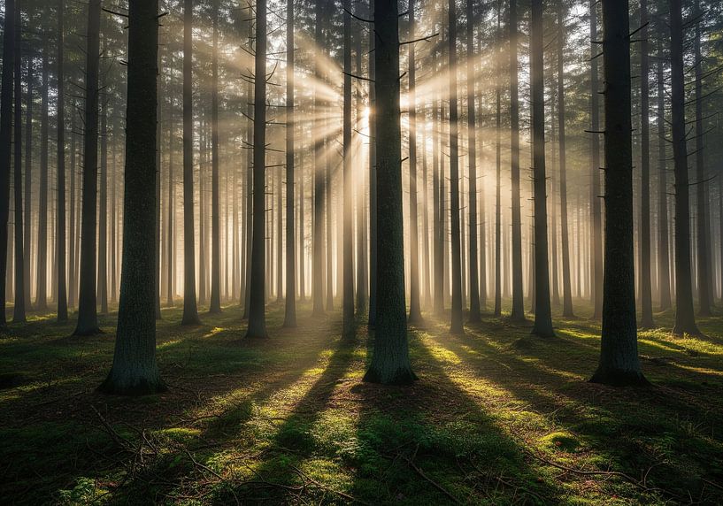 Sunlit Forest with Dense Tree Trunks by Markus Gann
