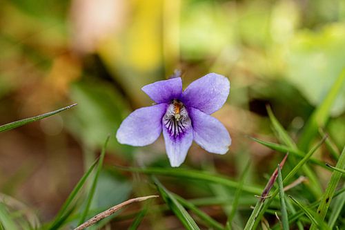 Vue de face d'une violette en fleur