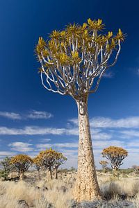 Kokerboom van Denis Feiner