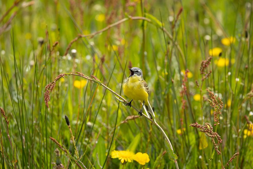 Whistling yellow wagtail by SchumacherFotografie