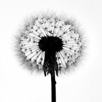 Paardebloem