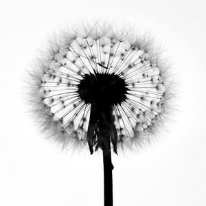 Paardebloem