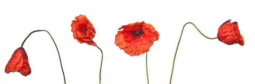 Mohnblumen von Uwe Merkel
