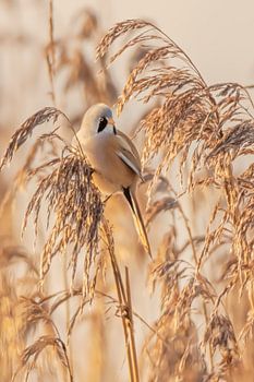 Baardmannetje op de uitkijk.