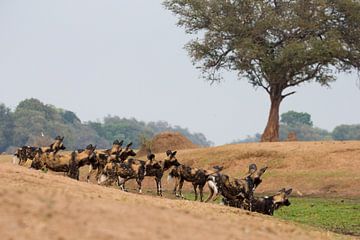 Wilde Honden in Zimbabwe van Andius Teijgeler