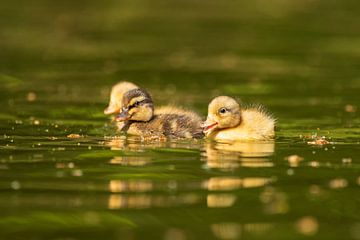 Young ducklings by Francis Dost