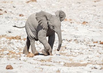 Un éléphant dans la savane sur Achim Prill