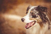 australian shepherd
