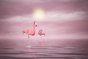 Flamingos (1)