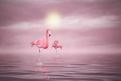 Flamingos (1)