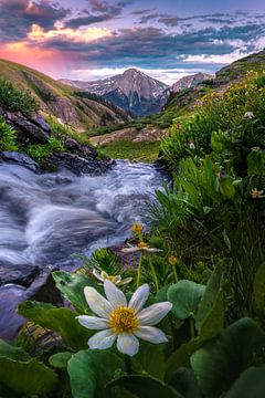 Beautiful San Juan Mountain Scenic Photo, Summer Wildflower Picture, Silverton Colorado Wall Art, Rocky Mountain Landscape Photography Print by Daniel Forster