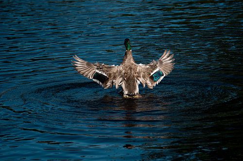 Wings of Freedom