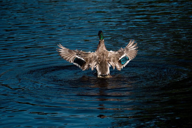 Wings of Freedom van Bram de Water
