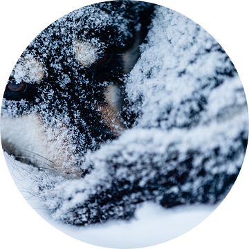 Husky opgekruld in de sneeuw van Martijn Smeets