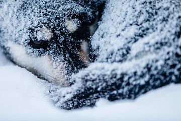 Husky opgekruld in de sneeuw