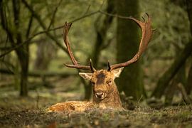 Damhirsch (Dama dama) von Wouter Van der Zwan