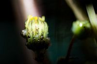Closed dandelion in the sunlight