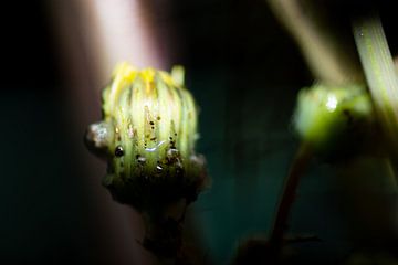 Dichte paardenbloem in het zonlicht van Renske van Lierop