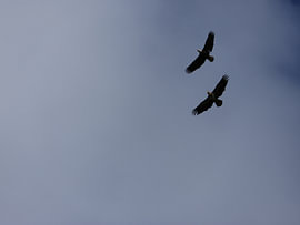 Zwei Weiskopfseeadler fliegend am bewölktem Himmel von Schinuuk