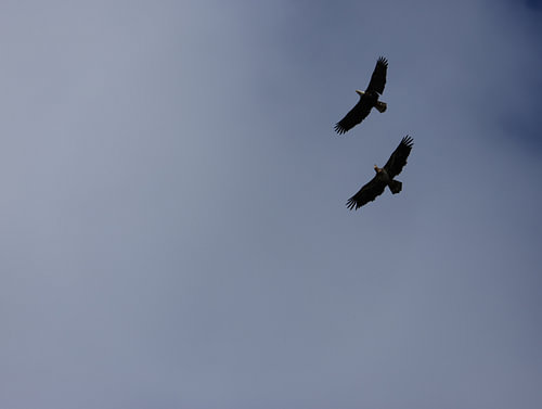 Two white-headed sea eagles flying against a cloudy sky