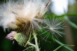 ''Letting go'', pluisje aan uitgebloeide distel