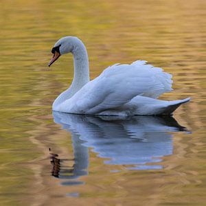 Schwan im goldenen Licht