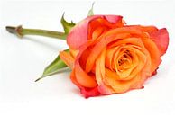 Close-up van een roos | mooie oranje kleur van Marcel Mooij thumbnail