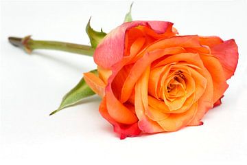 Gros plan d'une rose | belle couleur orange sur Marcel Mooij