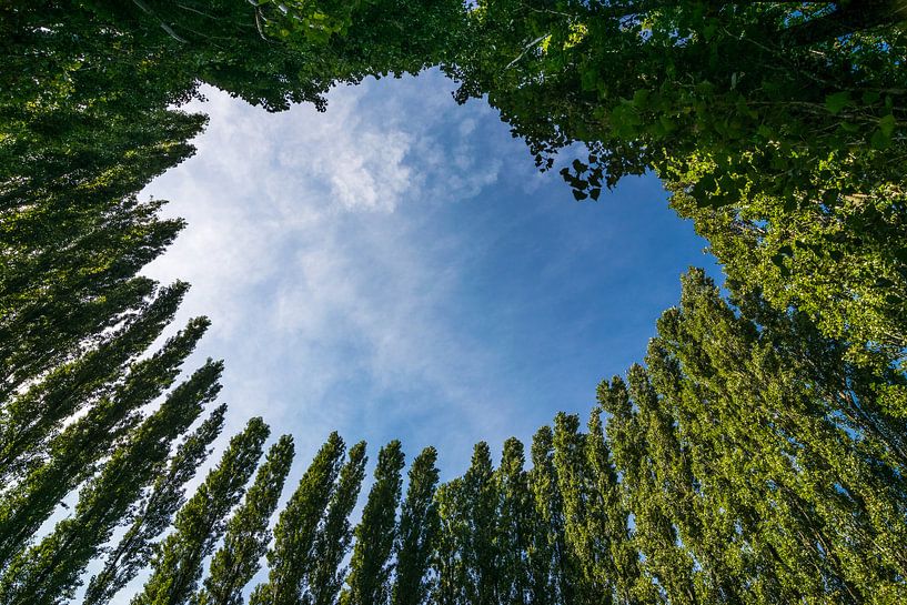 Beautiful circle of trees against a blue summer sky by Patrick Verhoef