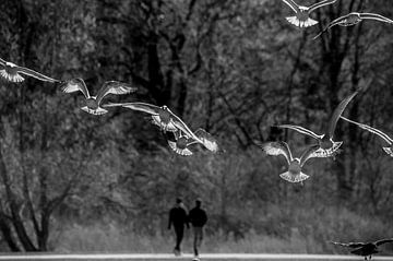 Wandelen tussen de meeuwen