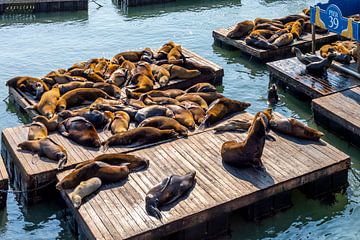 Californian seals in San Francisco by Remco Bosshard
