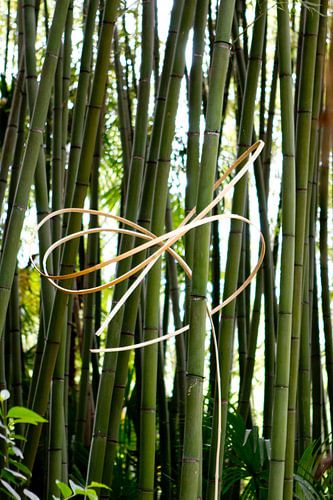 Bamboestengels met een strik