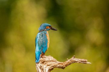 Eisvogel, Alcedo Atthis von Gert Hilbink