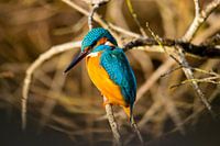 Eisvogel in der Sonne