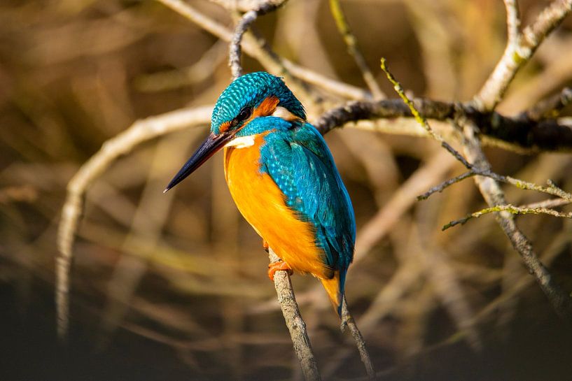 Martin-pêcheur au soleil par Mirella Zwanenburg