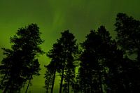 Trees in front of Northern Light sky in Finland