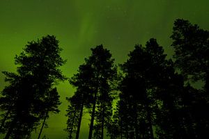 Trees in front of Northern Light sky in Finland von Caroline Piek