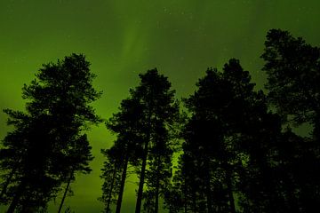 Bomen tegen lucht met Noorderlicht von Caroline Piek