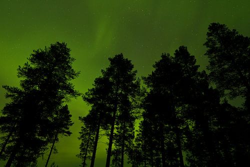 Bomen tegen lucht met Noorderlicht