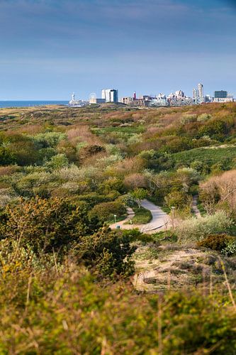 dunes du parc de Westduin, le long de la côte, avec la ligne d'horizon de Sch