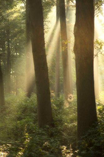 Spinnenwebben in het zonlicht van Veronie van Beek