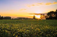 Zonsopgang met bloemen