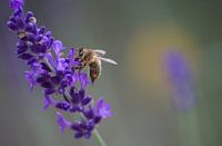 Lavendel - Lavandula