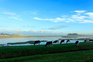 Cows on a misty morning van Marian Merkelbach