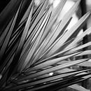Palmenblatt schwarz und weiß von Insolitus Fotografie Miniaturansicht