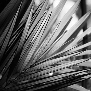 Palmenblatt schwarz und weiß von Insolitus Fotografie