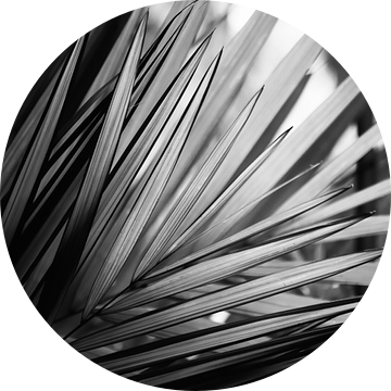 Palmblad zwart-wit