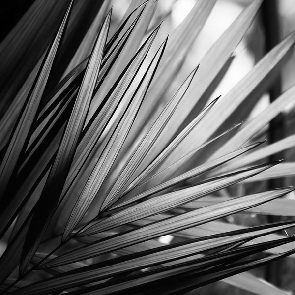 Feuille de palmier noir et blanc par Insolitus Fotografie