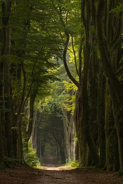 Mysterious avenue of trees