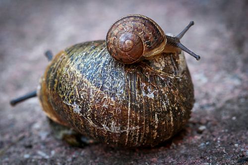 Close-up of a small brown house snail on the back of a large snail